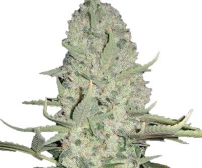 Big Yield Auto Feminised Seeds-PHNX-BY-AUTO-FEM