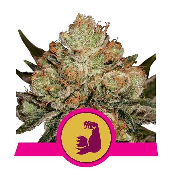 ストーンモンブラン　ストライクホーク　ベリーベリーボム Buy HulkBerry Feminized Cannabis Seeds 💪 - Royal Queen