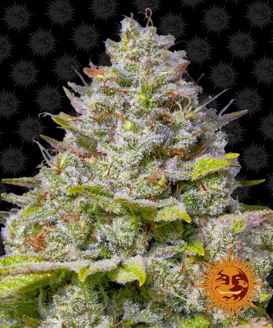 Blue Gelato 41 Feminised Seeds-BFSBG41-Fem