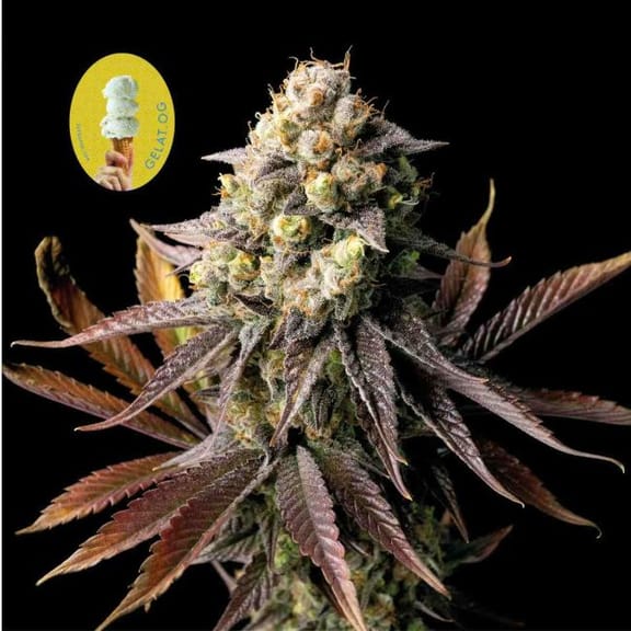 Gelat.OG Feminised Seeds-SMANGELOG