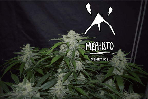 Fugue State Auto Feminised Seeds-MEPH-FUGSTAT-AUTO-FEM