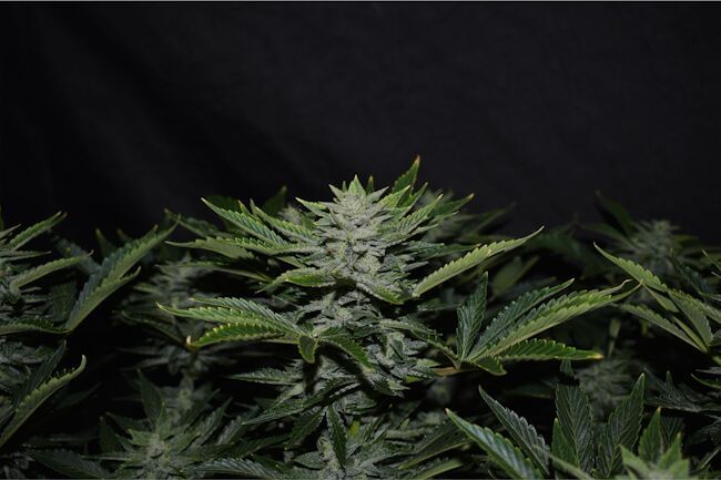Orange Diesel Auto Féminisée Semences-MEPH-ORADIES-AUTO-FEM