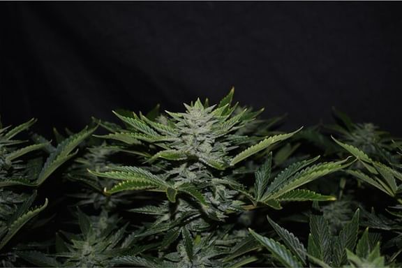 Orange Diesel Auto Feminisiert Saatgut-MEPH-ORADIES-AUTO-FEM