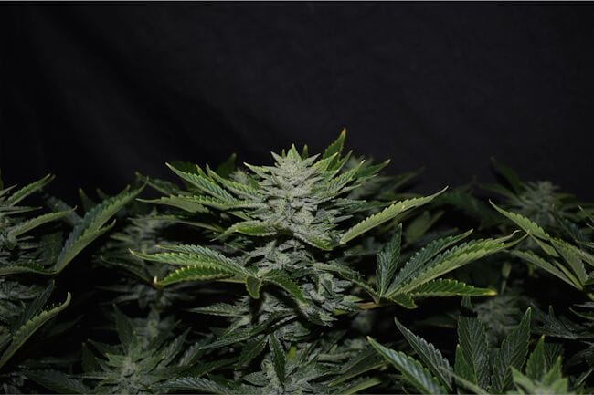 Orange Diesel Auto Féminisée Graines-MEPH-ORADIES-AUTO-FEM