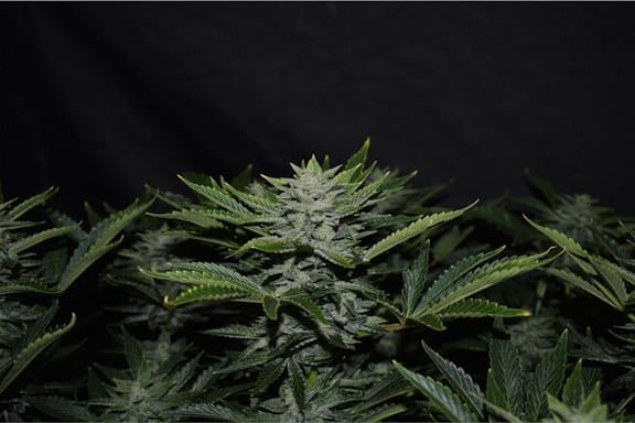 Orange Diesel Auto Feminisiert Samen-MEPH-ORADIES-AUTO-FEM