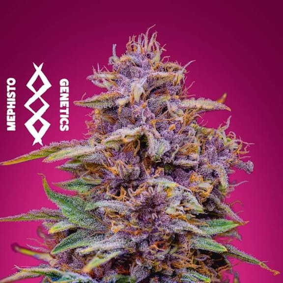 Strawberry Nuggets Auto Feminised Seeds-MEPH-STRAWNUG-AUTO-FEM