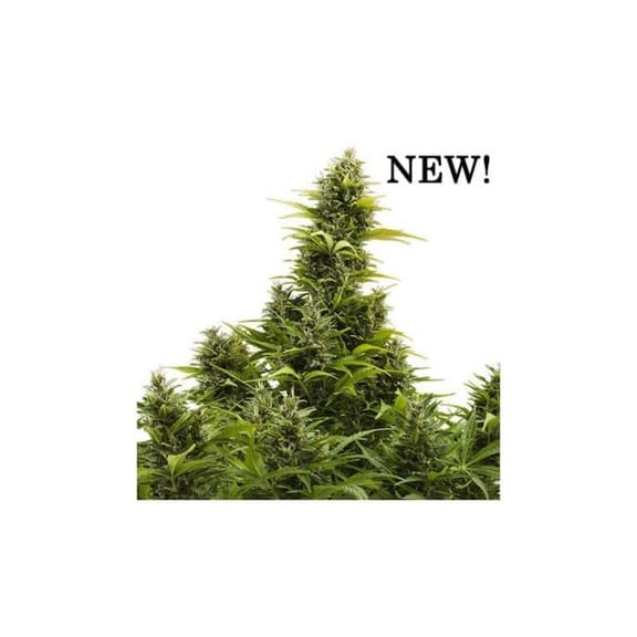 Medikit CBD Auto Feminised Seeds-BS-MK-AUTO-FEM