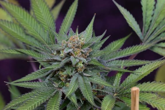 Uva Regular Seeds-TGA-UVA