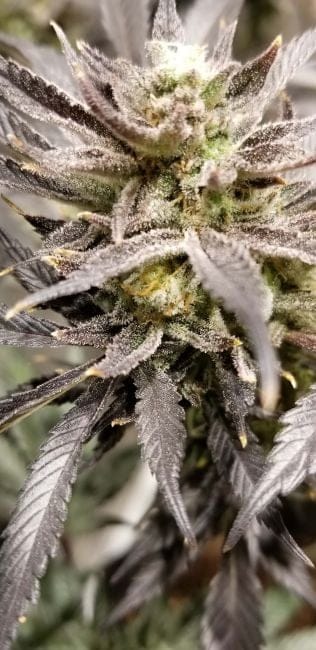 Zinger Regular Seeds-TGA-ZING