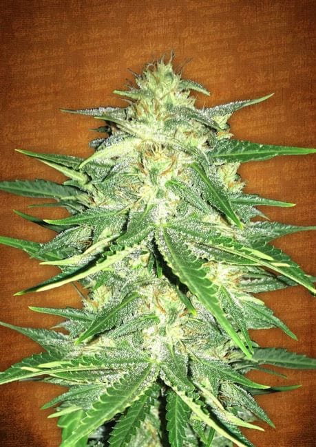 Lemon AK Auto Feminised Seeds-FB-LAK-AUTO-FEM