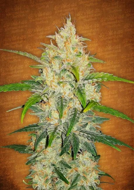 Zkittlez Auto Feminised Seeds-FB-ZKIT-AUTO-FEM