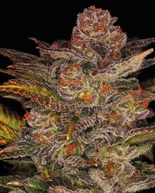Blueberry Glue (Glueberry) Auto Feminised Seeds - 5-EXP-GLB-AUTO-FEM-5