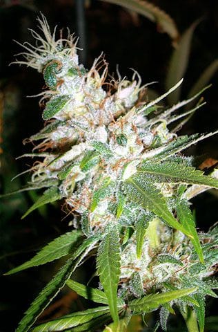 L.A. Woman Regular Seeds-DNA-LAW-REG