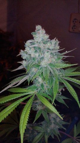 Kandy Kush x Skunk Regular Seeds-DNA-KKXSK-REG