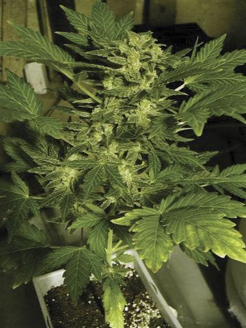 60 Day Wonder Auto Feminised Seeds-DNA-60DWON-AUTO-FEM