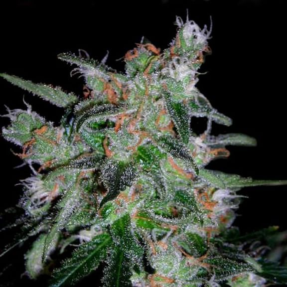 60 Day Lemon Auto Feminised Seeds-DNA-60DLEM-AUTO-FEM