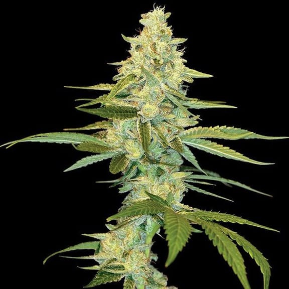 Cannalope Kush Feminised Seeds-DNA-CANKU-FEM