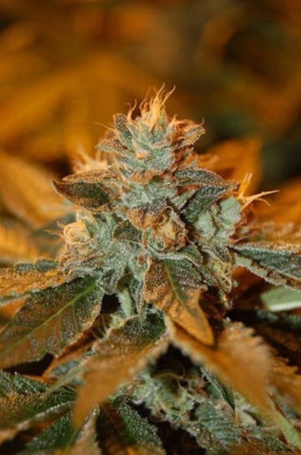 Cataract Kush Feminised Seeds-DNA-CATKU-FEM