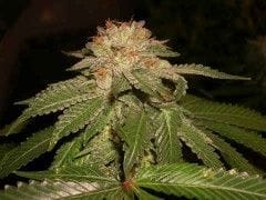 L.A. Confidential Feminised Seeds-DNA-LACON-FEM