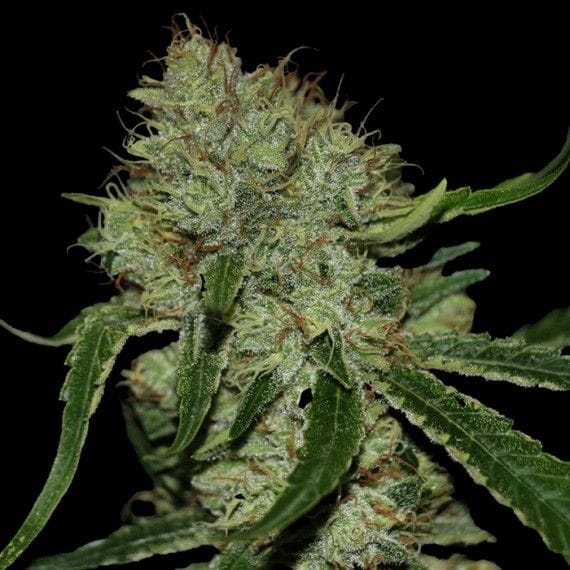 Tangilope Feminised Seeds-DNA-TGLP-FEM