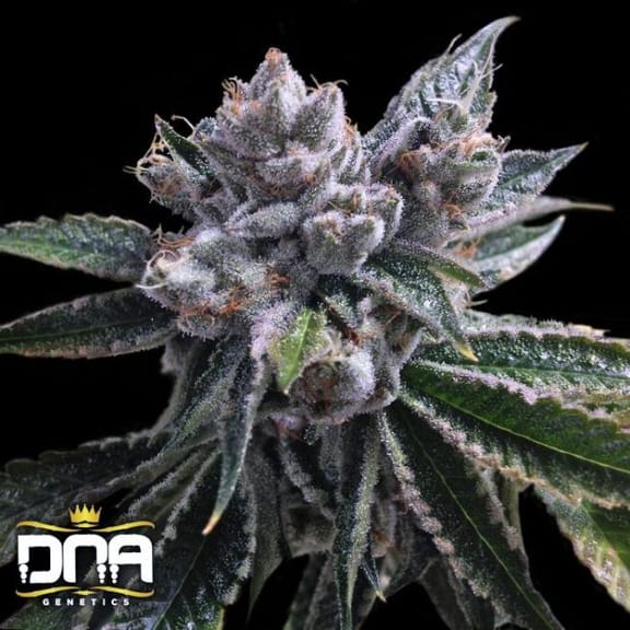 El Fuego Auto Feminised Seeds-DNA-ELFUEGO-AUTO-FEM