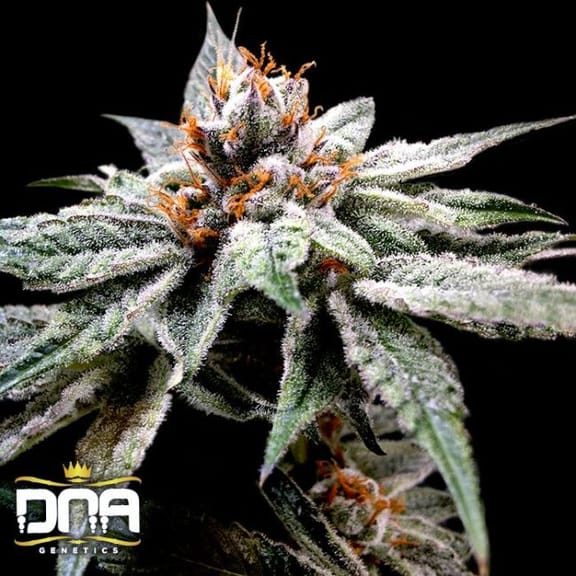 DJs Gold Feminised Seeds-DNA-DJG-FEM