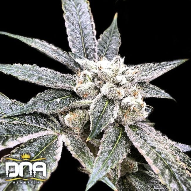 Golden Berry Feminised Seeds-DNA-GOLDBERRY-FEM