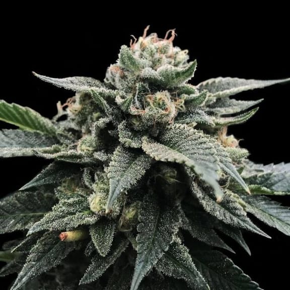 Sorbet Stash Feminised Seeds (Sorbet Collection)-DNA-SORBST-FEM