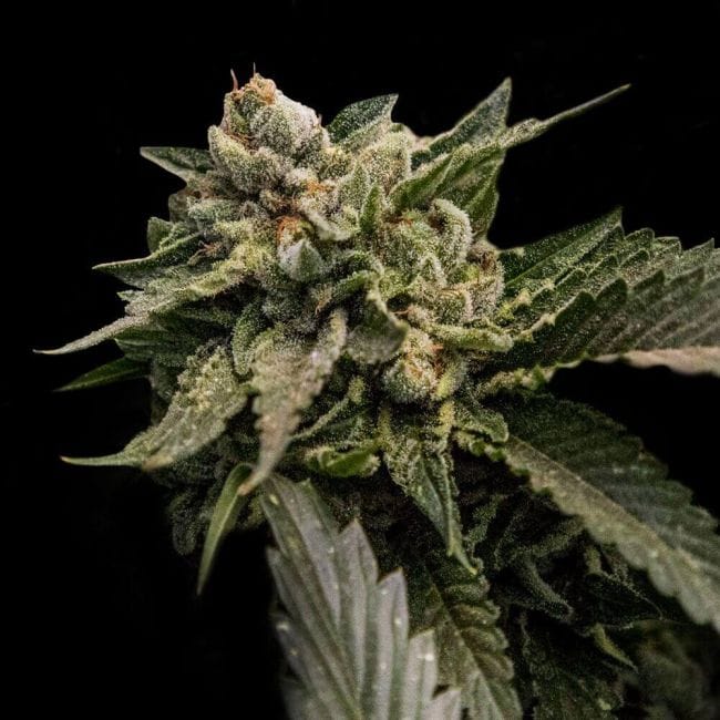 Strawberry Sorbet Feminised Seeds (Sorbet Collection)-DNA-STRSORB-FEM