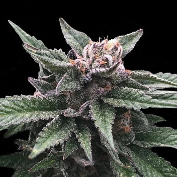 Triple Scoop Feminised Seeds (Sorbet Collection)-DNA-TRSC-FEM