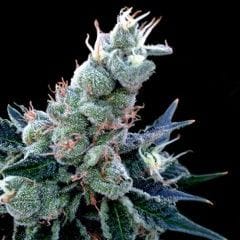 Double Alien 18 Feminised Seeds-DNA-DAL18-FEM
