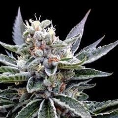 Florida Gold Feminised Seeds-DNA-FLOGOLD-FEM