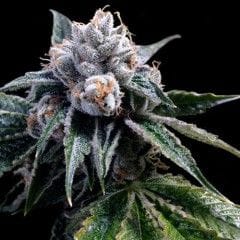 Lemon Walker Feminised Seeds-DNA-LEMWALK-FEM