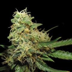 R.K.S. Feminised Seeds-DNA-RKS-FEM