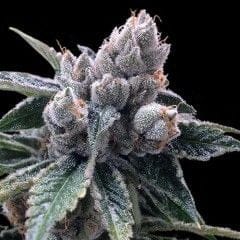 White Walker Kush Feminised Seeds-DNA-WWKUSH-FEM
