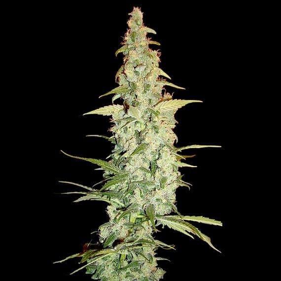 Cole Train Feminised Seeds-DNA-COLTR-FEM