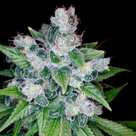 Kandy Kush Feminised Seeds-DNA-KANKU-FEM