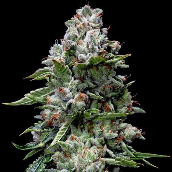Kosher Kush Feminised Seeds-DNA-KOSHKU-FEM