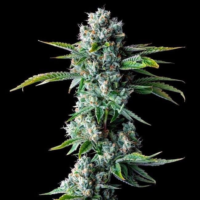 Skywalker Kush Feminised Seeds-DNA-SKYWK-FEM