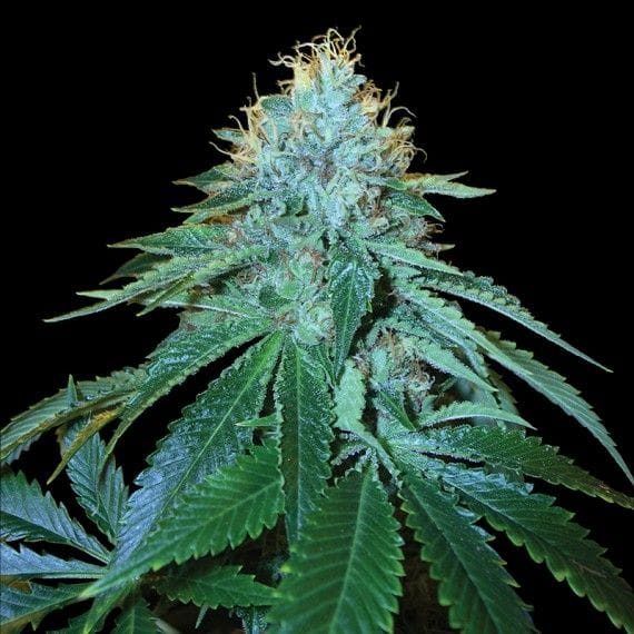 The OG #18 Feminised Seeds-DNA-OG18-FEM