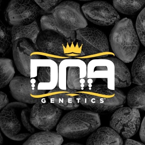 Reserva Privada Mixed Pack Feminised Seeds-DNA-RPMIX-FEM