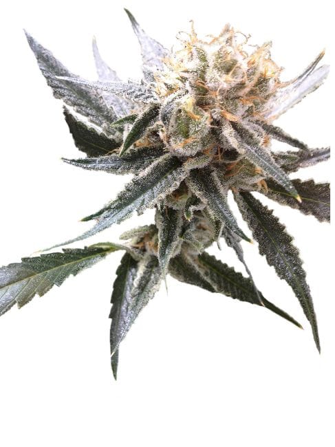 Sour Tangie Feminised Seeds-DNA-SOTANG-FEM