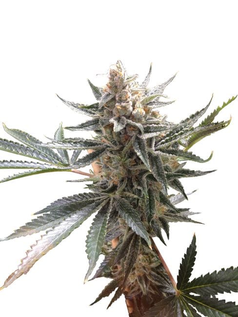 Tangie Feminised Seeds-DNA-TANG-FEM