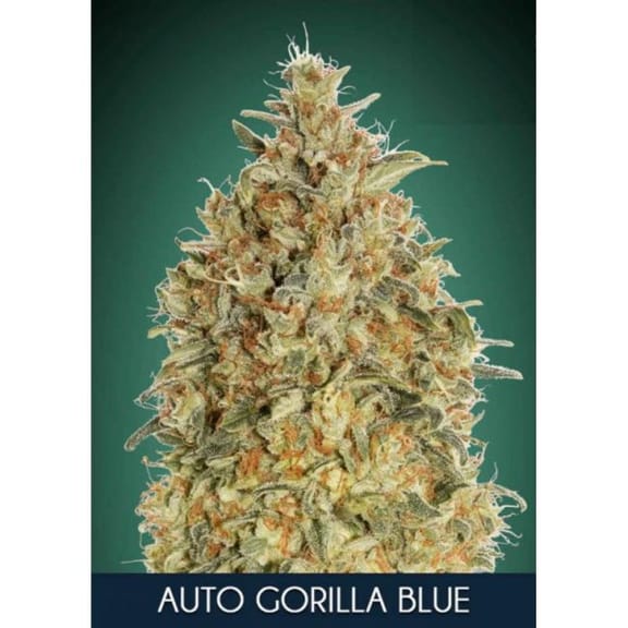Gorilla Blue Auto Feminised Seeds-ADV-GB-AUTO-FEM