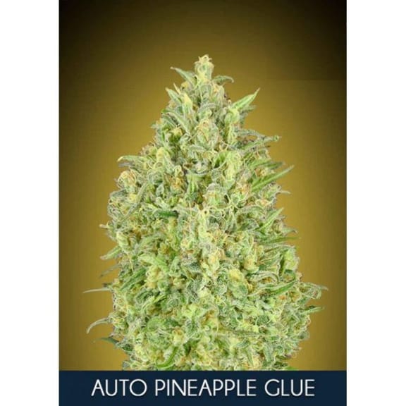 Pineapple Glue Auto Feminised Seeds-ADV-PINGLU-AUTO-FEM