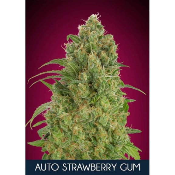 Strawberry Gum Auto Feminisiert Saatgut-ADV-STRGUM-AUTO-FEM