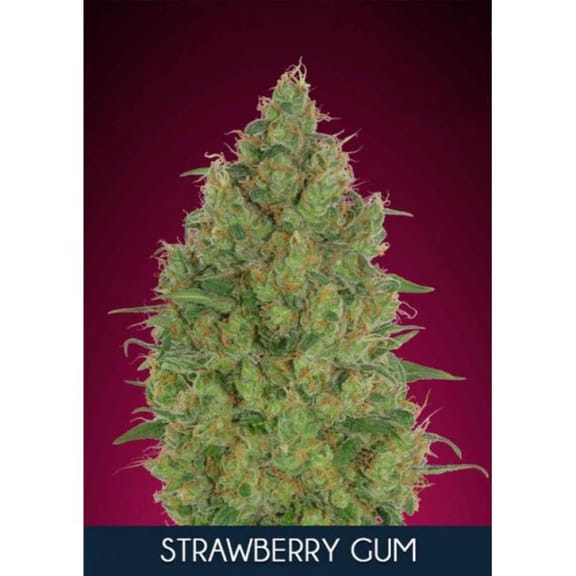 Strawberry Gum Feminised Seeds-ADV-STRGUM-FEM