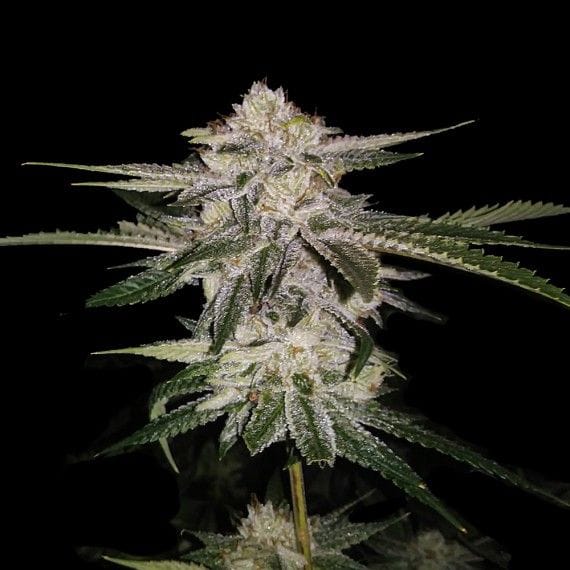 Miss DNA (formerly Miss USA) Feminised Seeds-DNA-MISSUSA-FEM