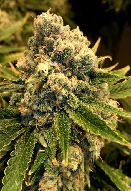 Safety Meeting Regular Seeds-JNX-SAFE-REG