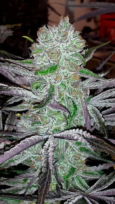 Best Friend Regular Seeds-JNX-BFR-REG